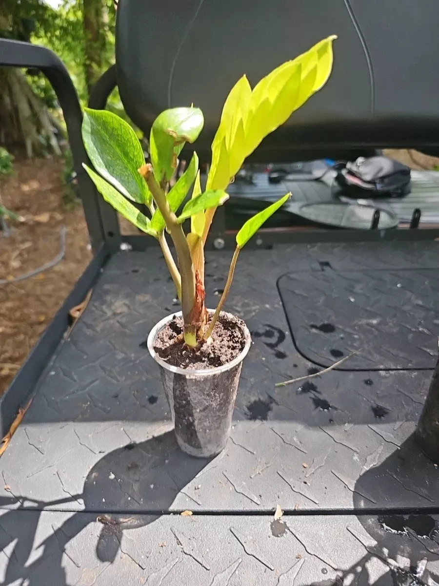 zz-plant-chameleon-variegated-3-pot-zamioculcas-zamiifolia-rooted-indoor-housepl ZZ Plant Chameleon Variegated 3" Pot - Zamioculcas zamiifolia Rooted Indoor Houseplant