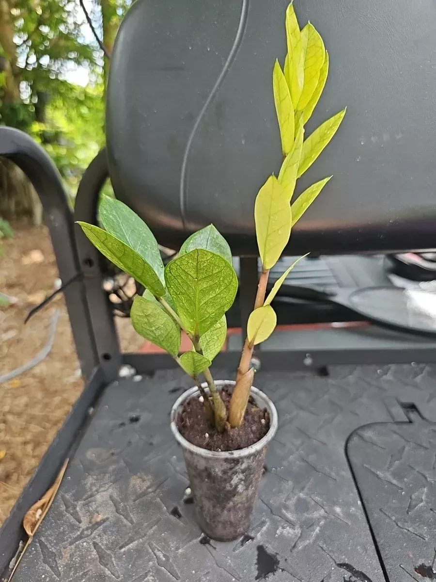 zz-plant-chameleon-variegated-in-3-pot-zamioculcas-zamiifolia-rooted-houseplant- ZZ Plant Chameleon Variegated in 3" Pot - Zamioculcas zamiifolia, Rooted Houseplant, Indoor Decor, Low Light Tolerant