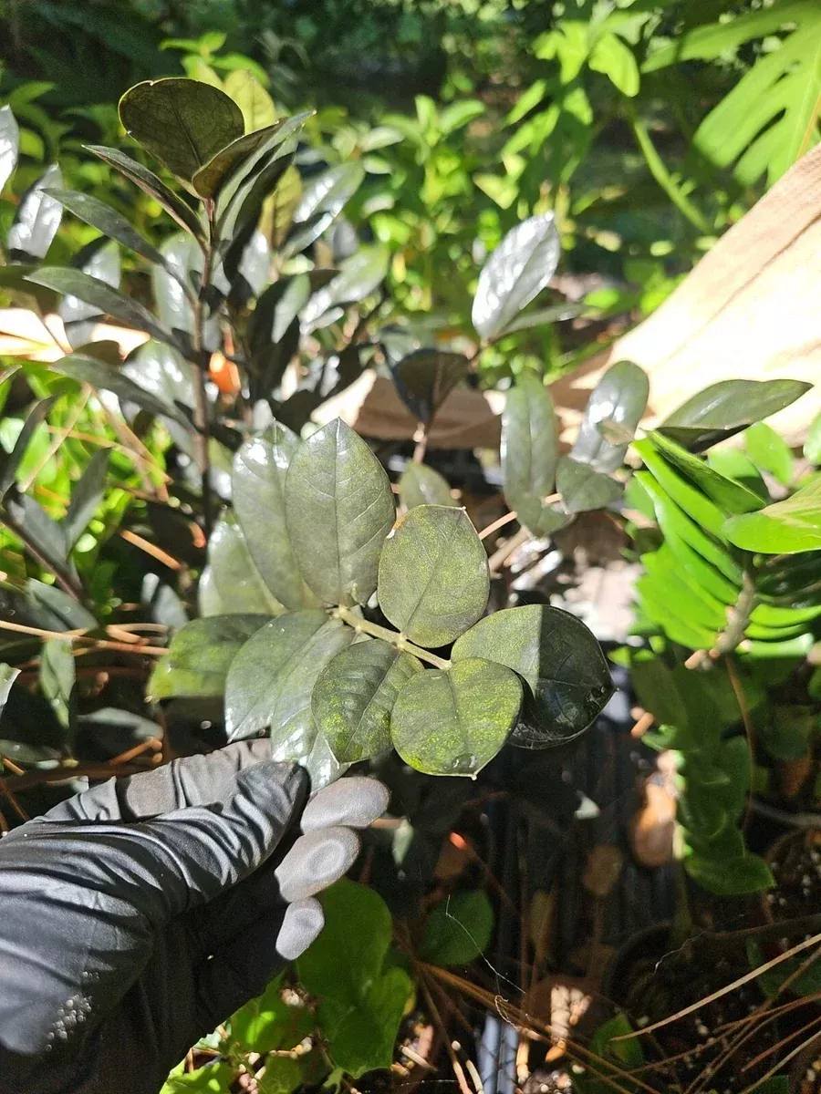 zz-plant-cutting-2-node-black-raven-zamiifolia-zamioculcas-fresh-cutting ZZ Plant Cutting 2 Node Black Raven Zamiifolia Zamioculcas Fresh Cutting
