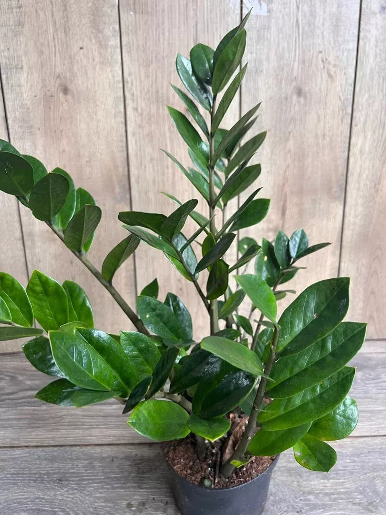 zz-plant-in-6-pot-zamioculcas-zamiifolia-low-light-drought-tolerant-houseplant-e ZZ Plant in 6" Pot - Zamioculcas Zamiifolia - Low Light, Drought Tolerant Houseplant, Easy Care Indoor Plant